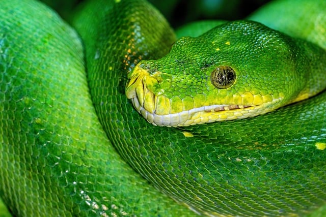 python牛顿迭代法公式了是啥