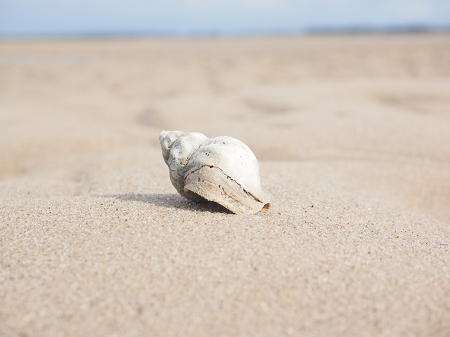 c 如何调用shell命令