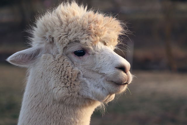 最强模型 Llama 3.1 的作用