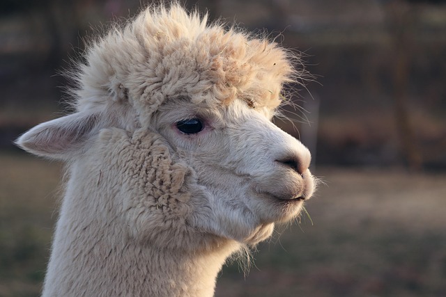 LLAMA模型的特点