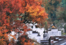 秋后贴膘,为寒冬储备能量保健康-路由网
